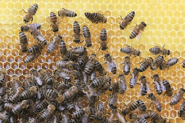 Arnia per apicoltura, come produrre dell’ottimo miele