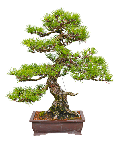 Tecniche e consigli per rinvasare un bonsai