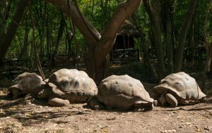 Il fascino incontaminato di Zanzibar: un viaggio tra spiagge e benessere